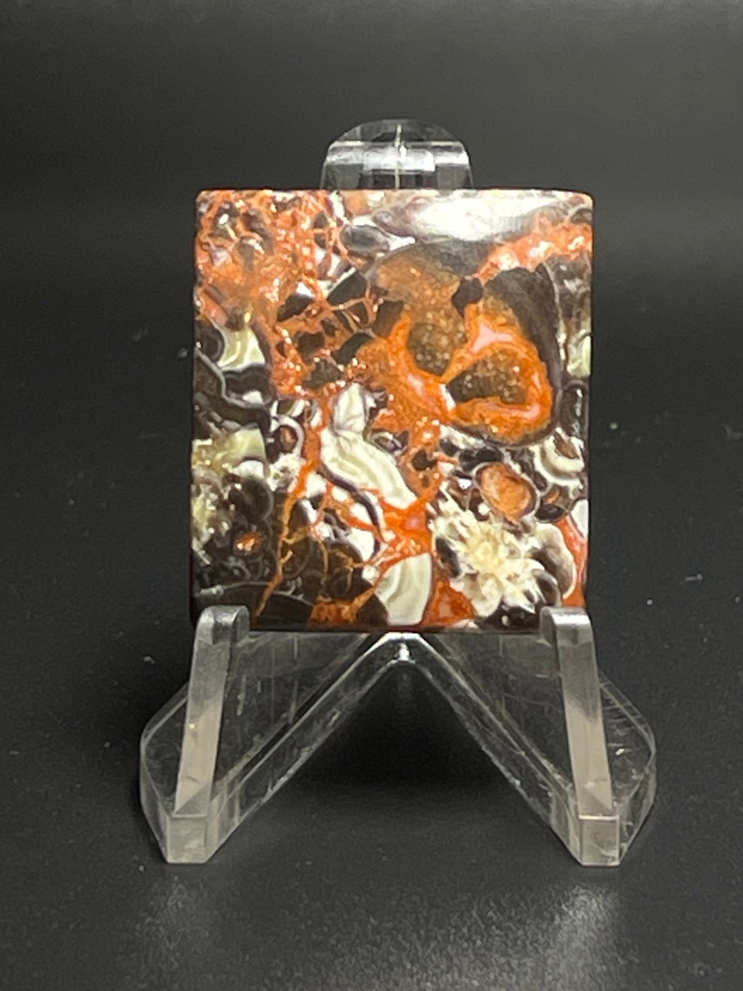 Leopard Jasper #LJ1
