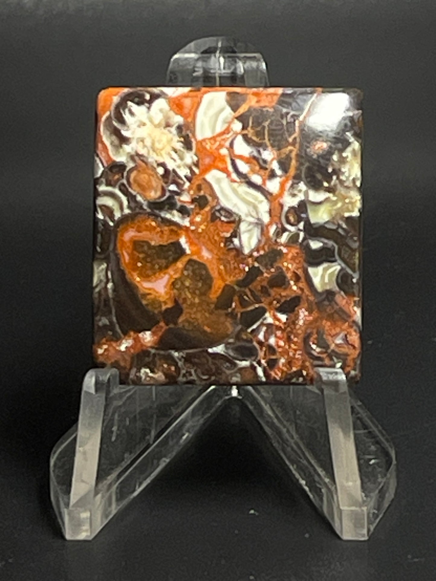Leopard Jasper #LJ1