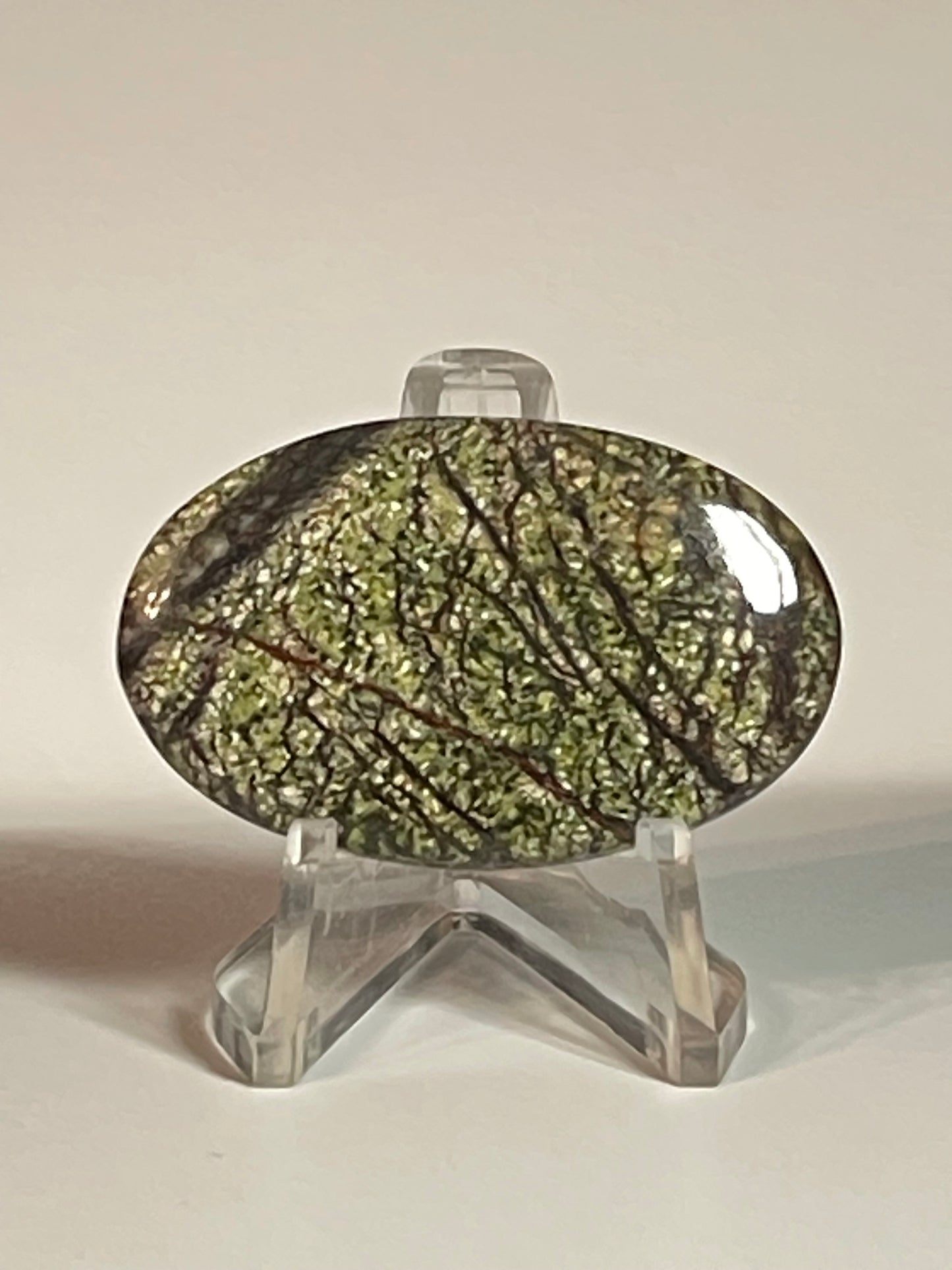 Multi Zebra Jasper #MZJ6