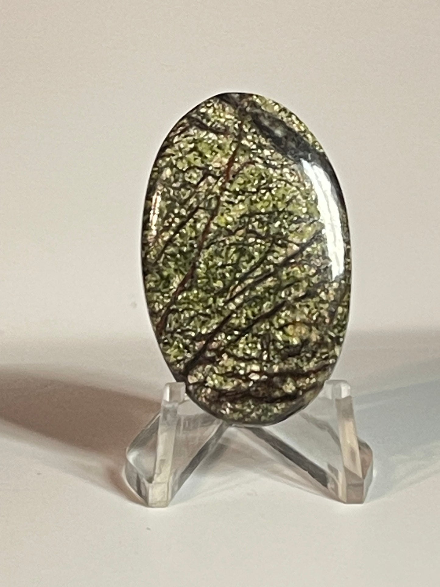 Multi Zebra Jasper #MZJ6