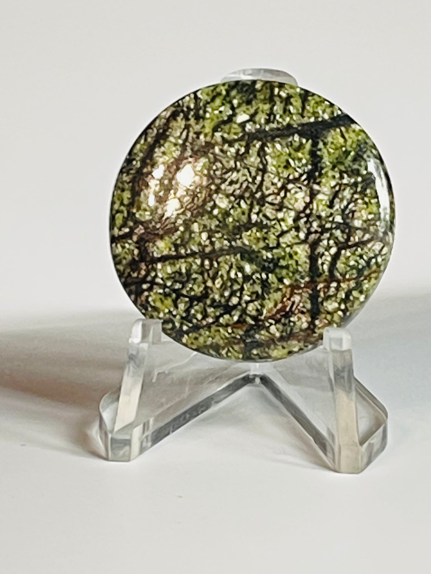 Multi Zebra Jasper #MZJ5