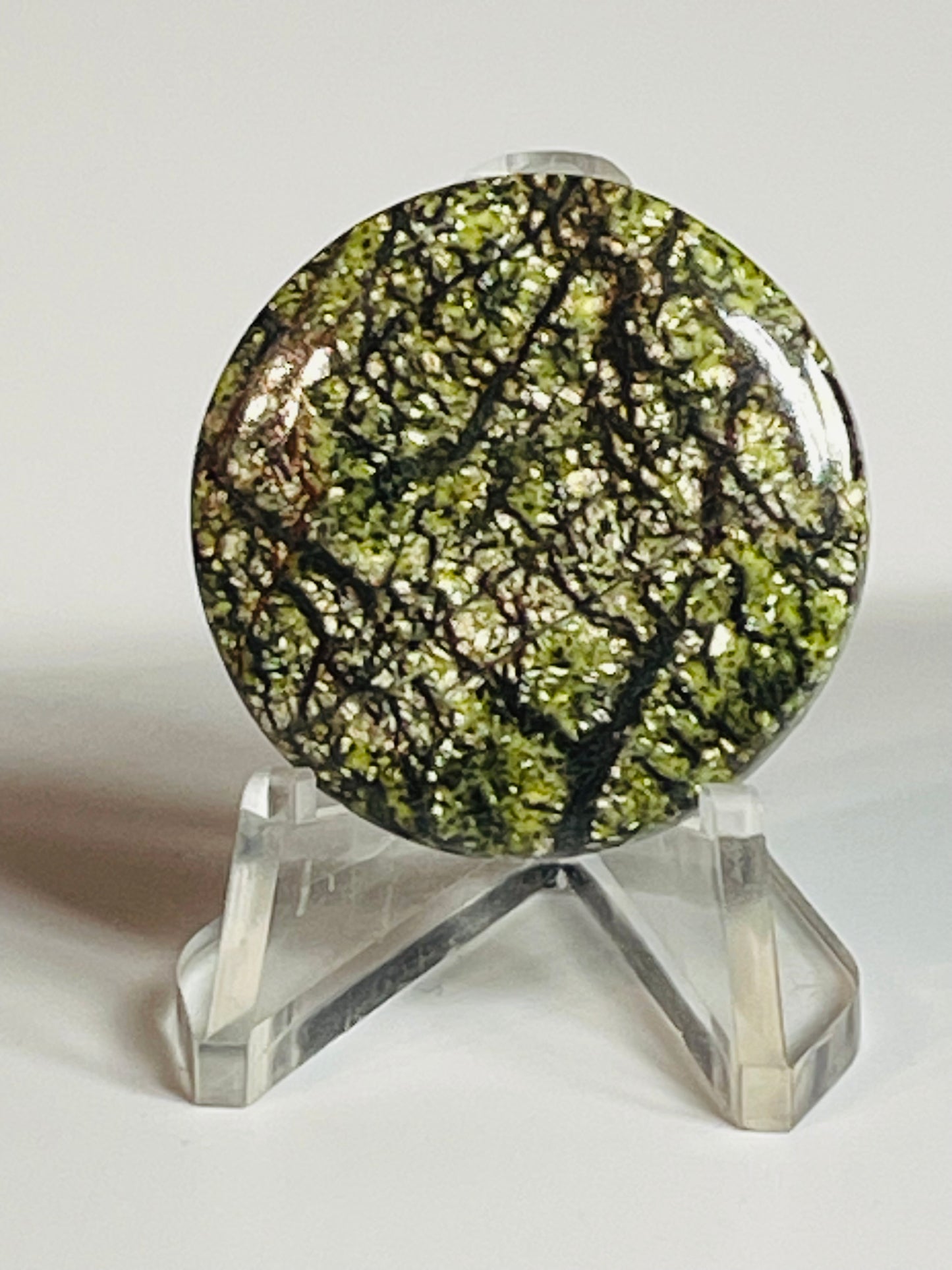 Multi Zebra Jasper #MZJ5