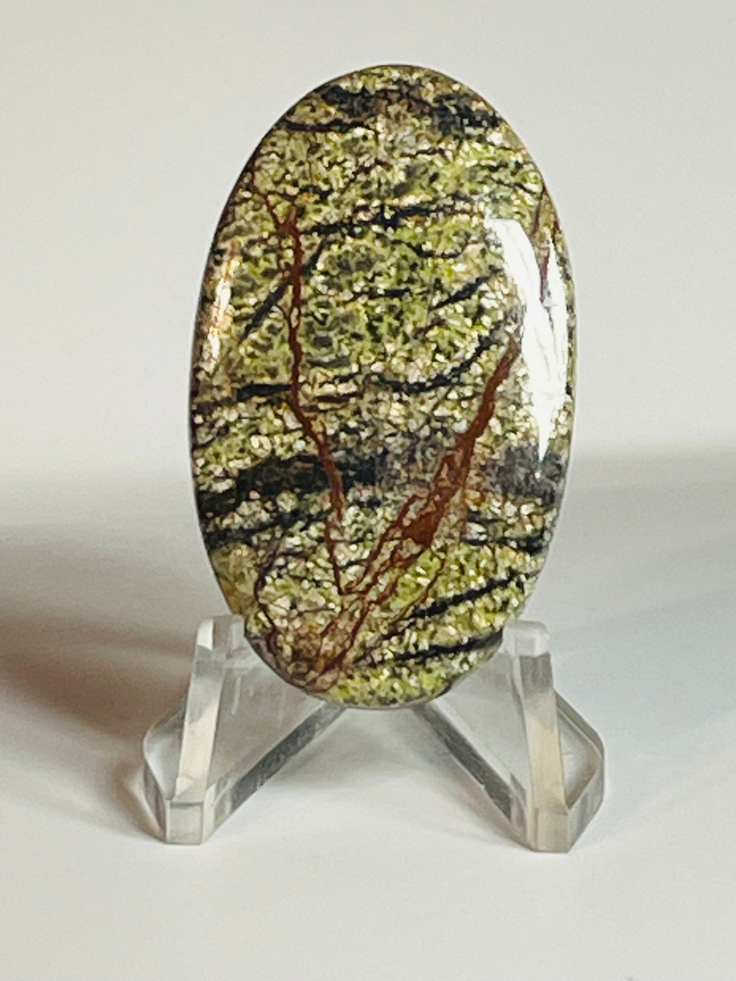 Multi Zebra Jasper #MZJ4