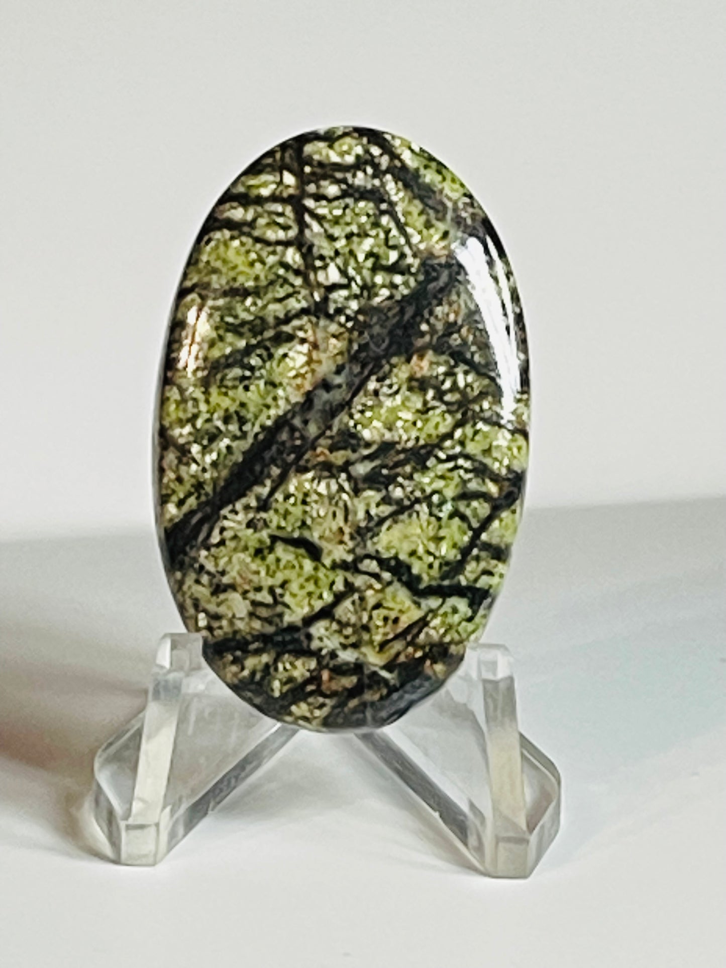 Multi Zebra Jasper #MZJ3