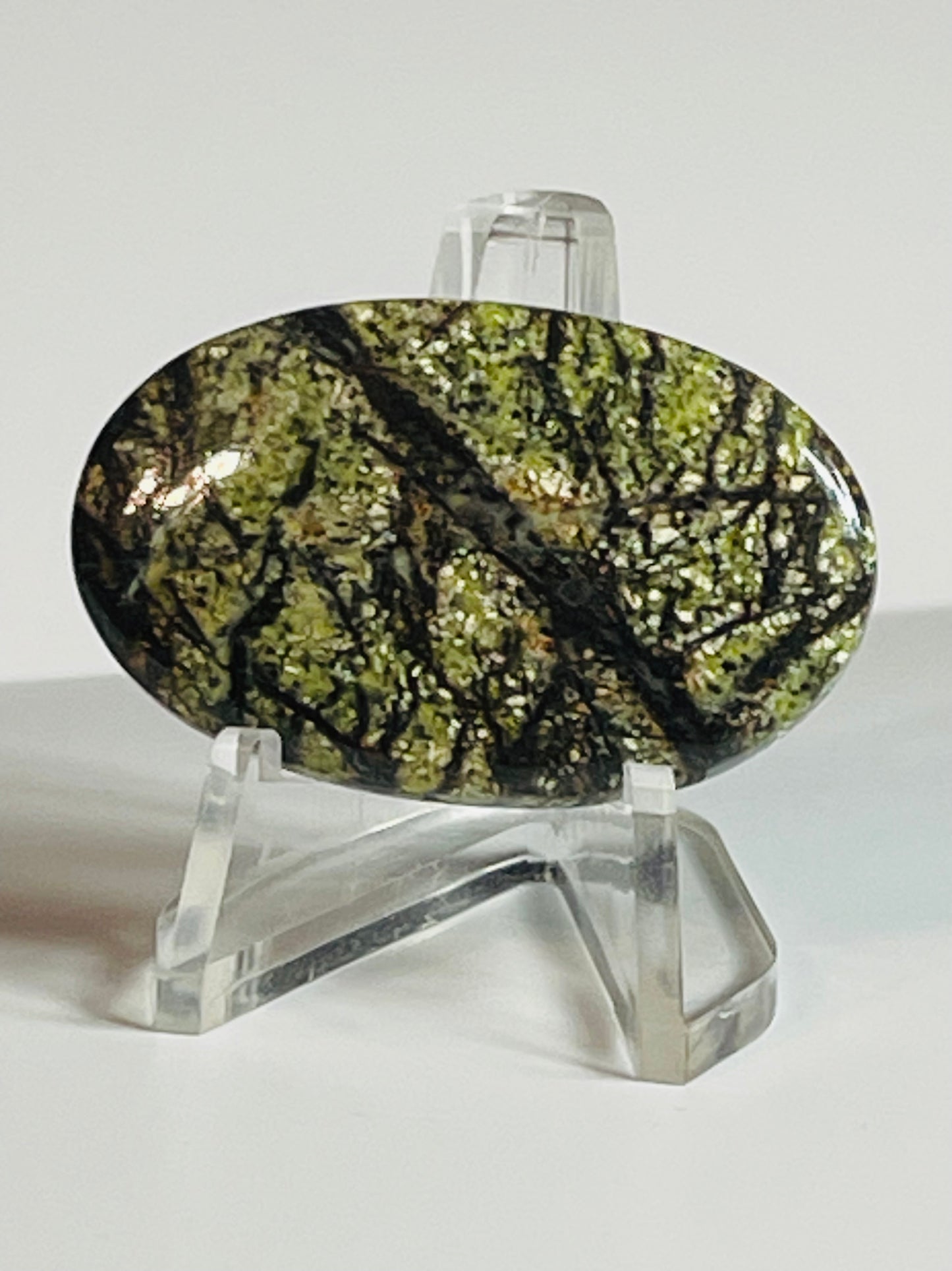 Multi Zebra Jasper #MZJ3