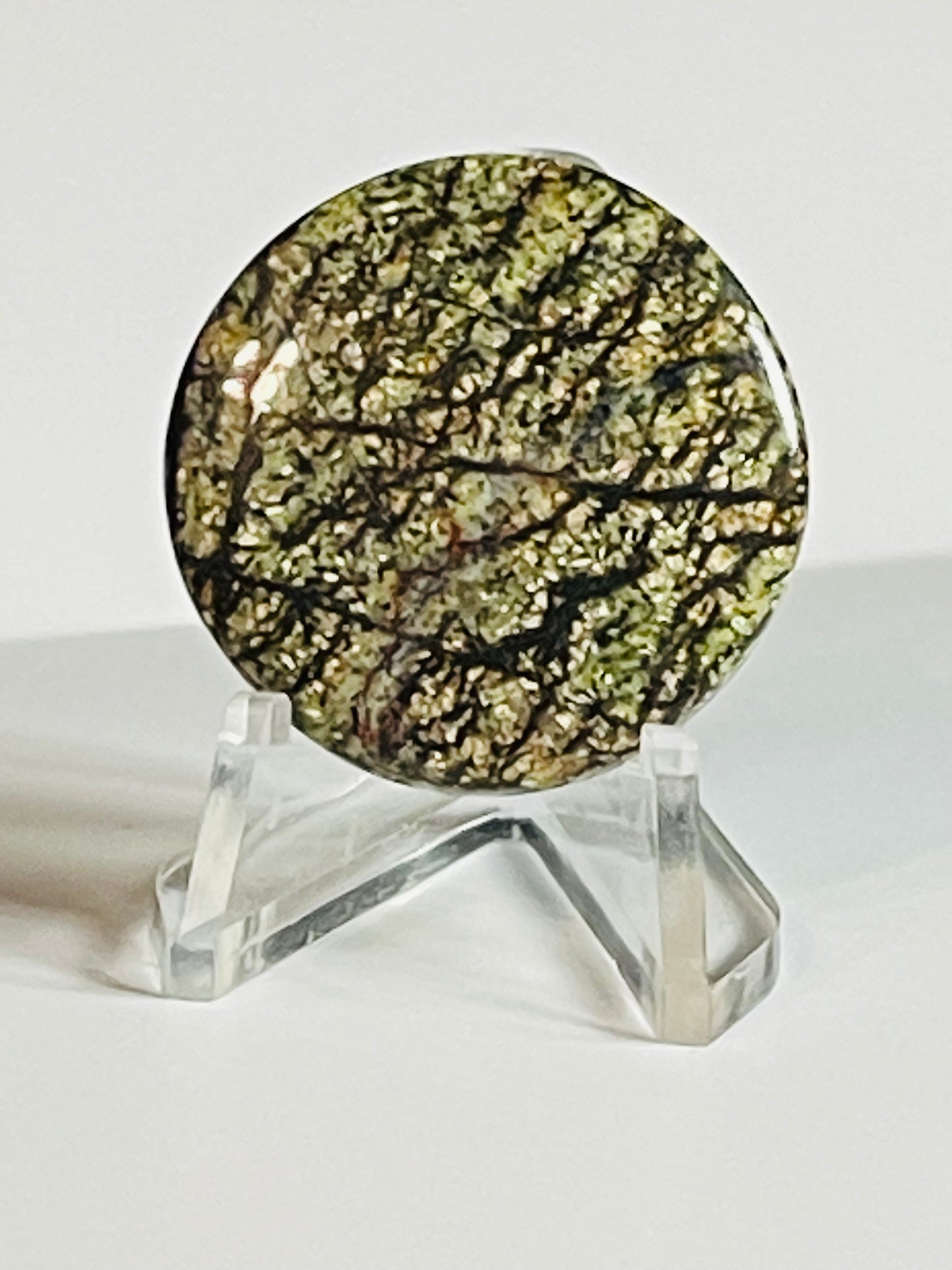 Multi Zebra Jasper #MZJ2