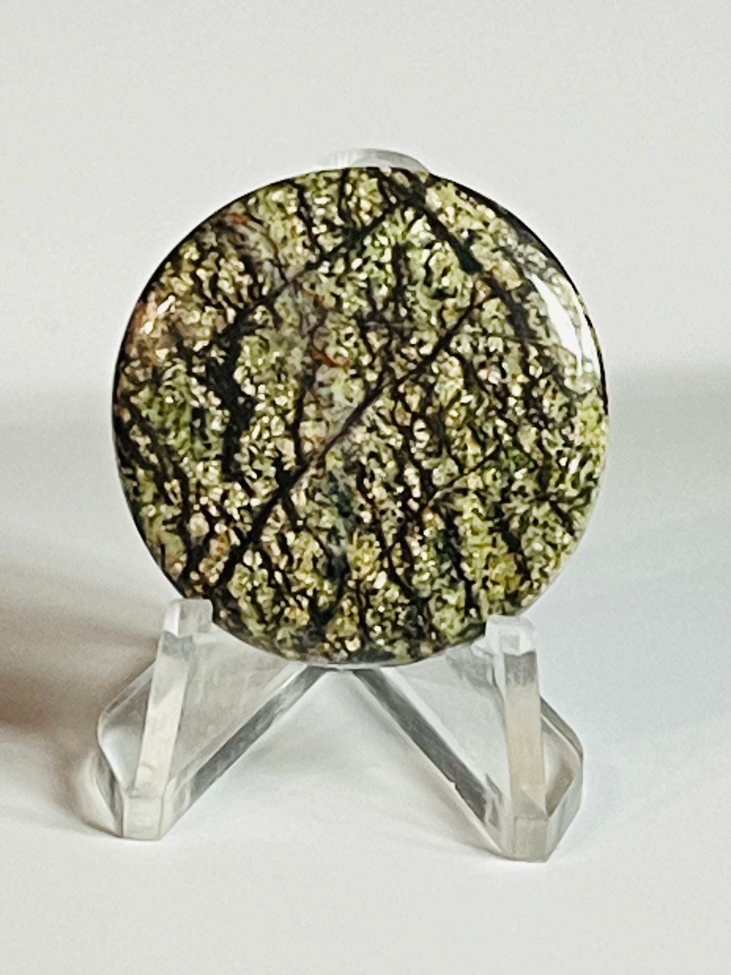 Multi Zebra Jasper #MZJ2